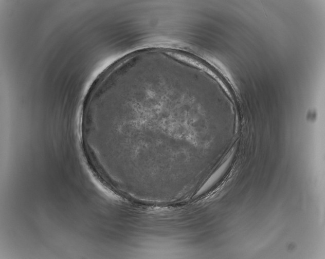 X0000096171128200802081405