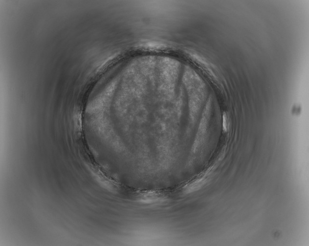 X0000096171155200802081405