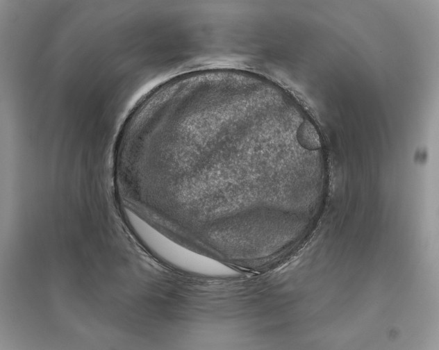 X0000096171174200802081404