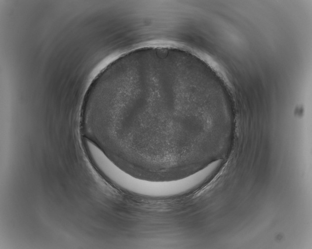 X0000096171229200802081403