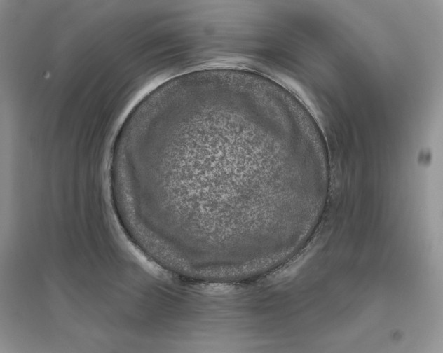 X0000096171235200802081404