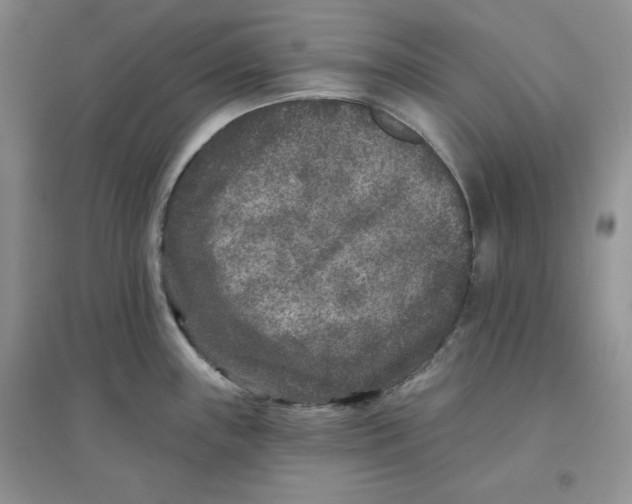 X0000096171243200802081404