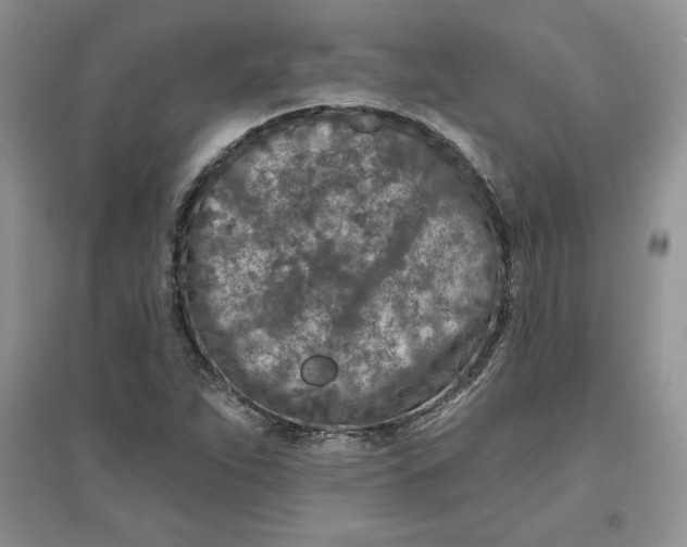 X0000096171263200802081403