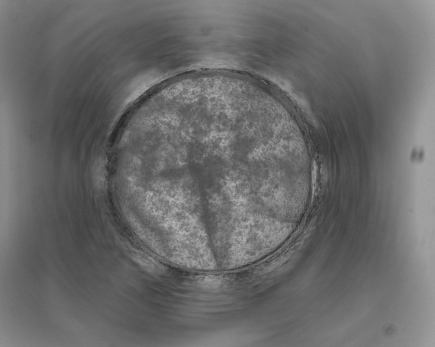 X0000096171266200802081403