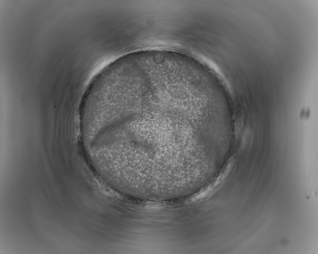 X0000096171267200802081403