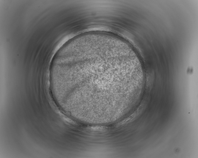 X0000096171274200802081403