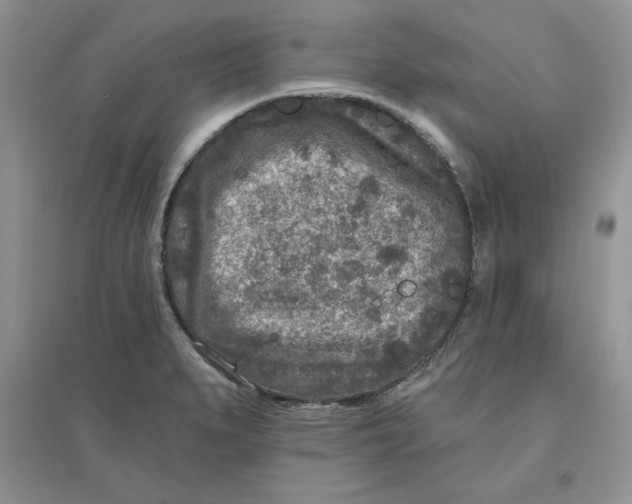 X0000096171279200802081403