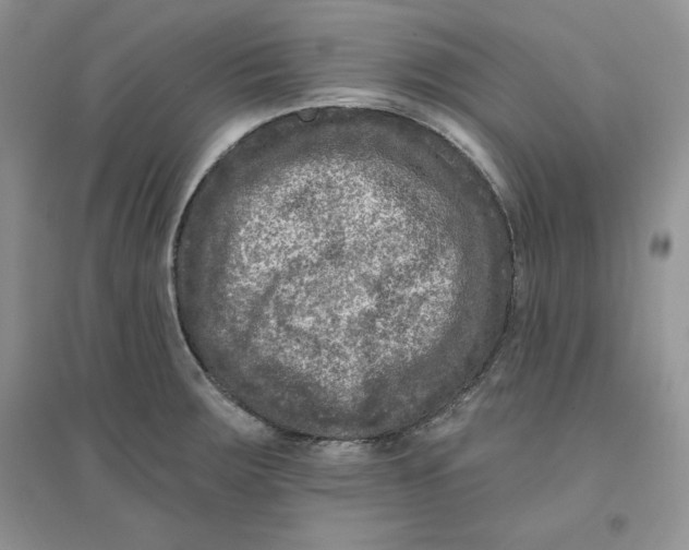 X0000096171283200802081403