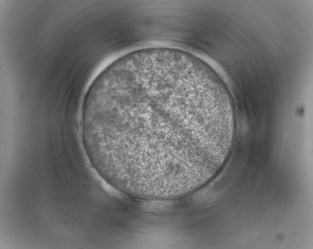 X0000096171294200802081402