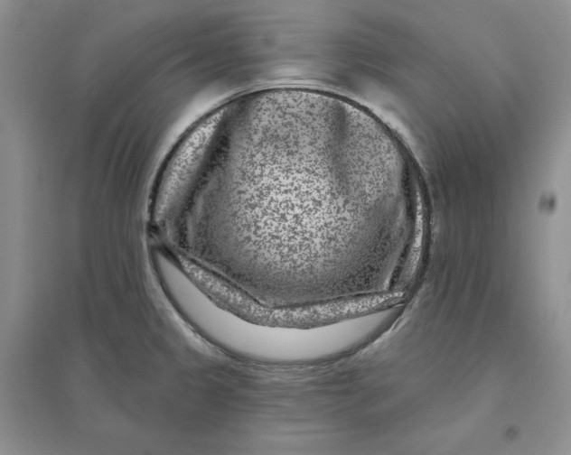 X0000096171333200802081402