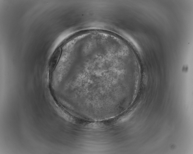 X0000096171368200802081401