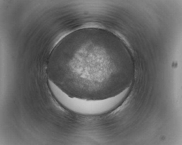 X0000096171369200802081401