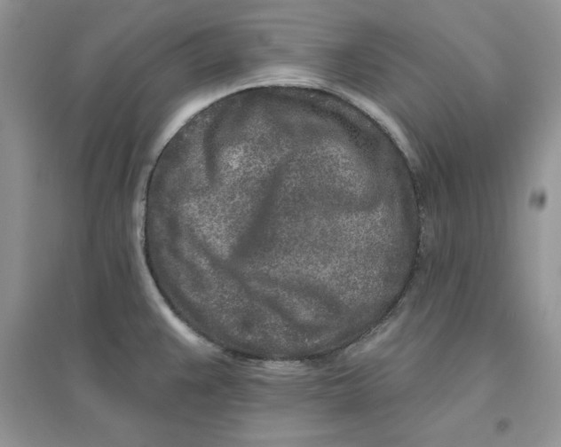 X0000096171383200802081401