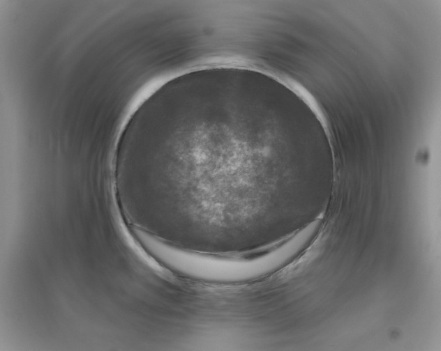 X0000096171389200802081401