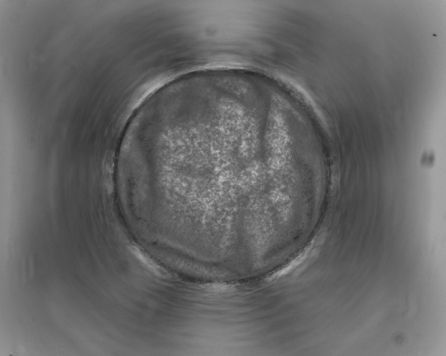 X0000096171409200802081400