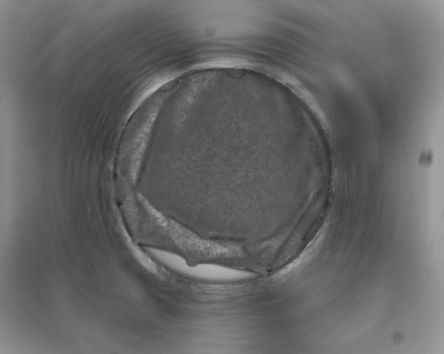 X0000096171425200802081401