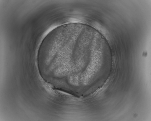 X0000096171427200802081401