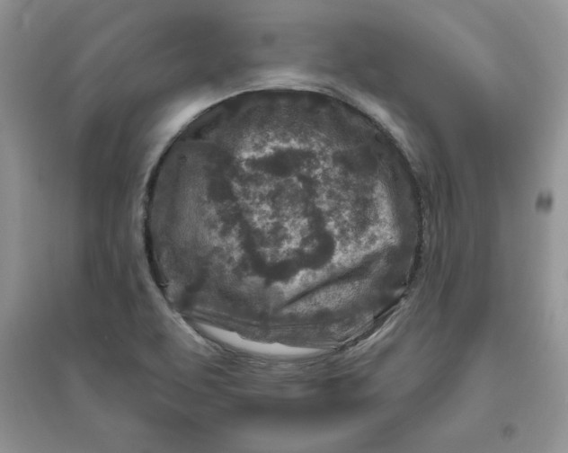 X0000096171463200802081400