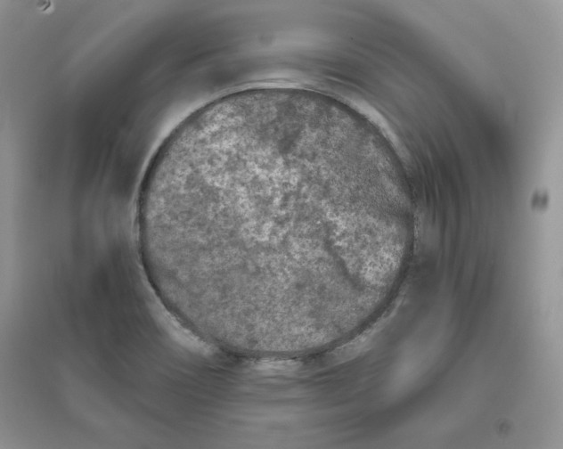 X0000096171466200802081400