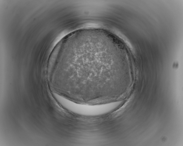 X0000096171473200802081400