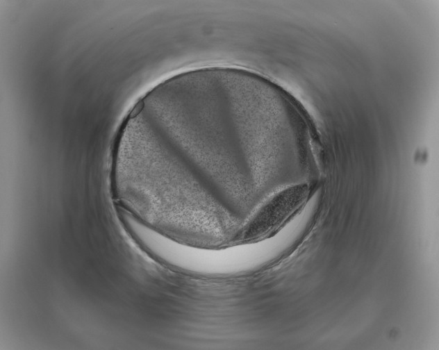 X0000096171508200802081359