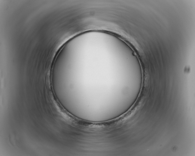 X0000096171513200802081359