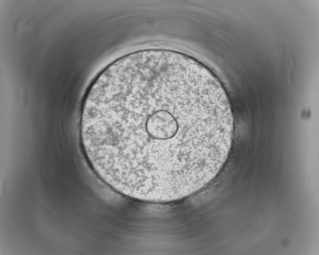 X0000096171514200802081359