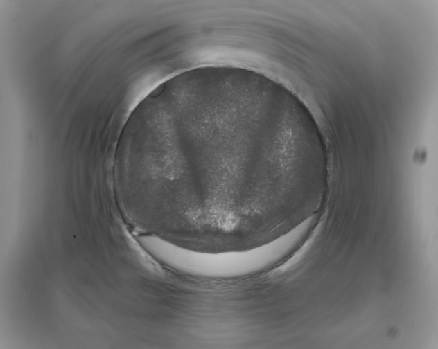 X0000096171529200802081359