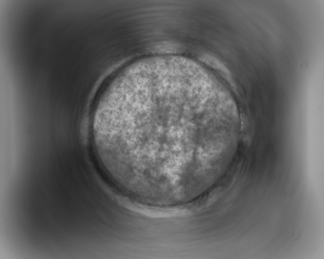 X0000096170012200802151444