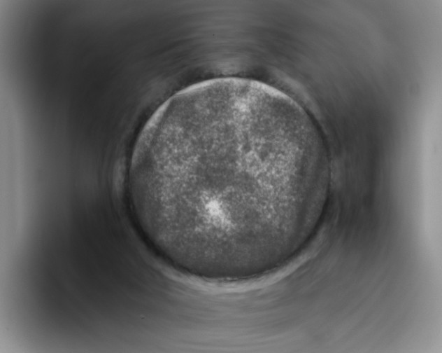 X0000096170018200802151444