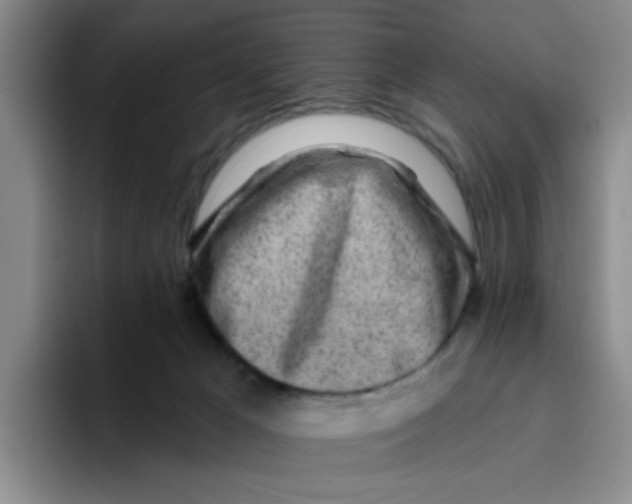X0000096170029200802151444