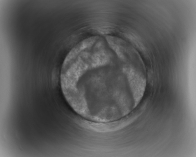 X0000096170030200802151444