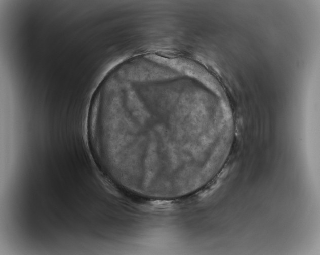 X0000096170052200802151443