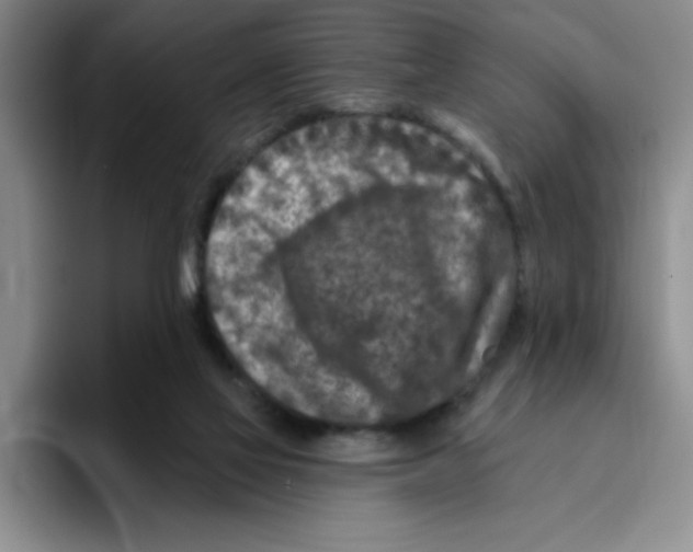 X0000096170069200802151443