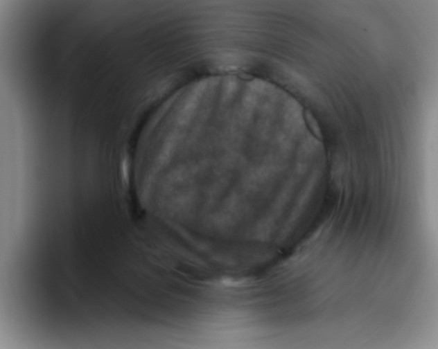 X0000096170076200802151443