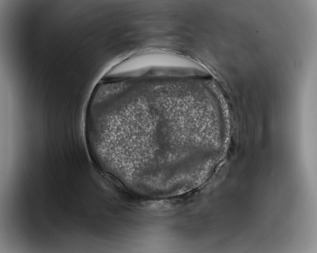 X0000096170100200802151443