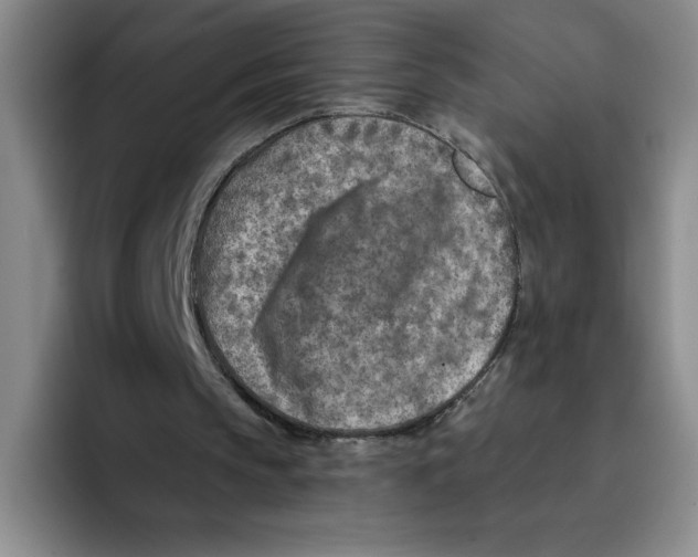 X0000096170145200802151441