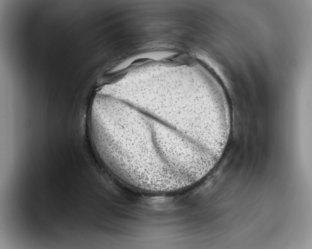 X0000096170153200802151442