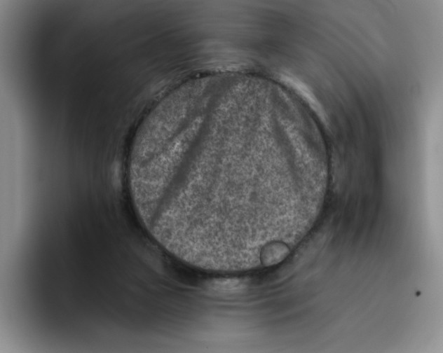 X0000096170161200802151442