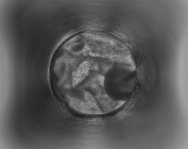 X0000096170196200802151441
