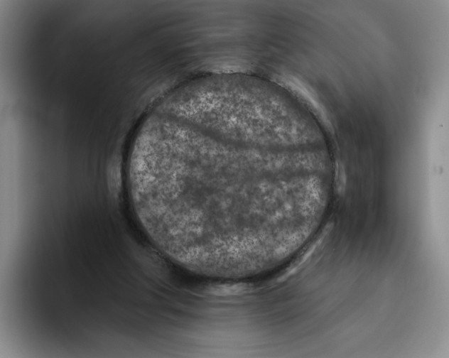 X0000096170202200802151441
