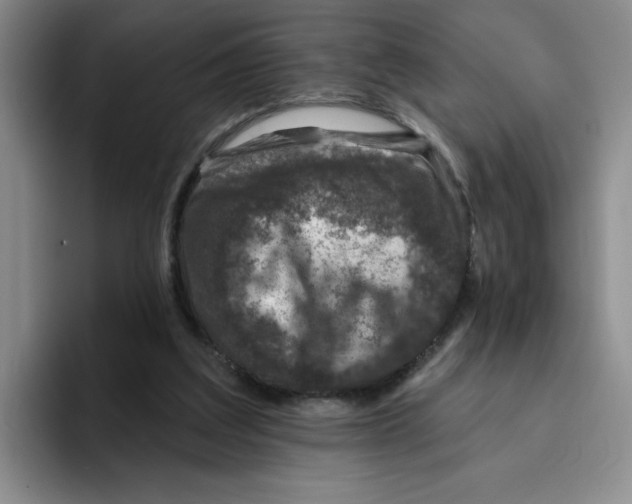 X0000096170203200802151441