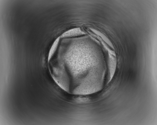 X0000096170270200802151441