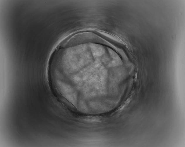 X0000096170292200802151440