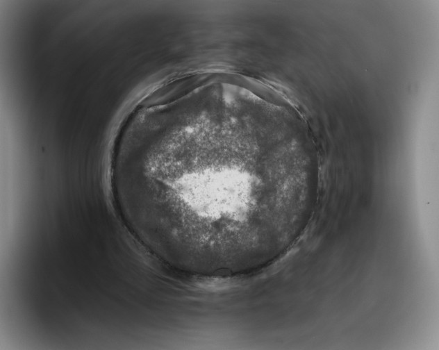 X0000096170293200802151440
