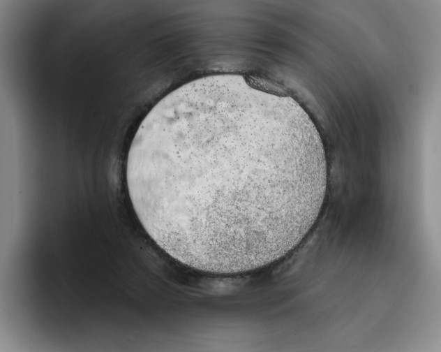 X0000096170305200802151440