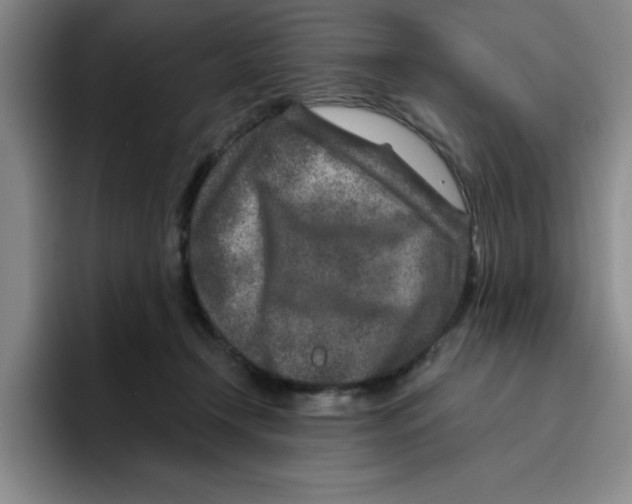 X0000096170366200802151439