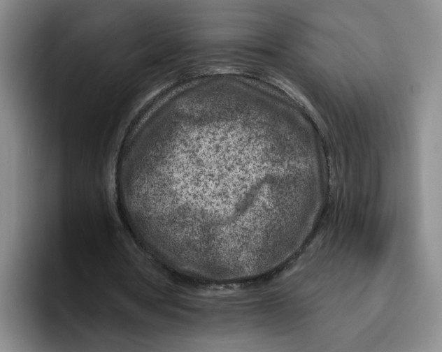 X0000096170386200802151439