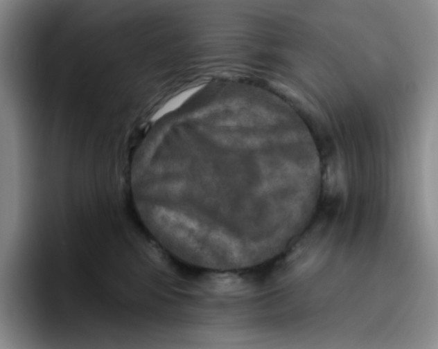 X0000096170424200802151438