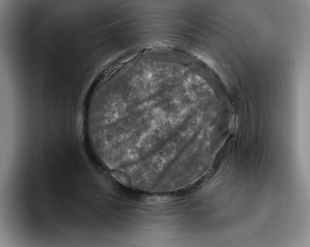 X0000096170444200802151438